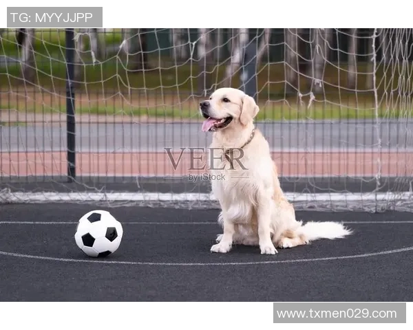 狗子足球明星盘点有哪些值得关注的球员和他们的精彩表现 狗子足球明星盘点有哪些值得关注的球员和他们的精彩表现